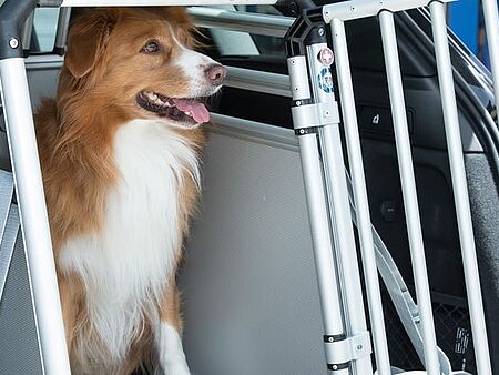 Grosse Sicherheit bietet die Hundebox aus Metall